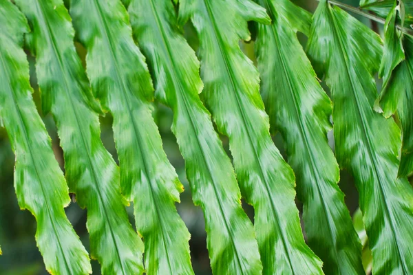 Hoja de palma . —  Fotos de Stock