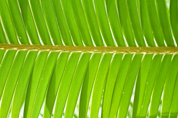 Palm leaf . — стокове фото