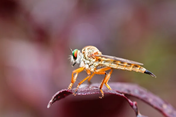 Libelle — Stockfoto