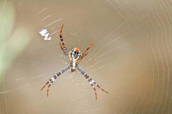 Păianjen pânze — Fotografie, imagine de stoc