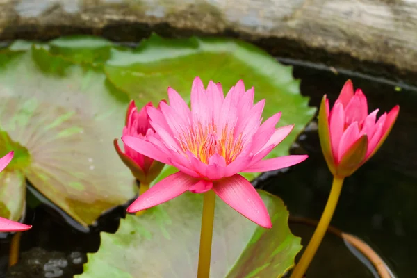 Pembe nilüfer — Stok fotoğraf