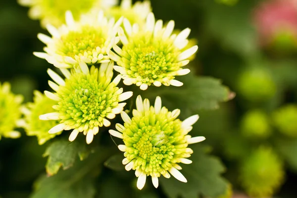 Green chrysanthemum — Stock Photo, Image