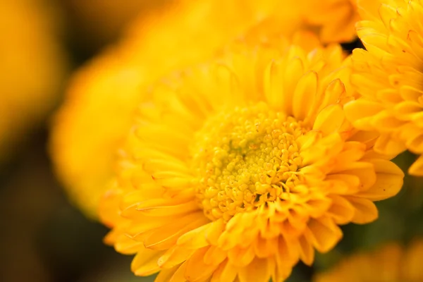 Yellow chrysanthemum — Stock Photo, Image