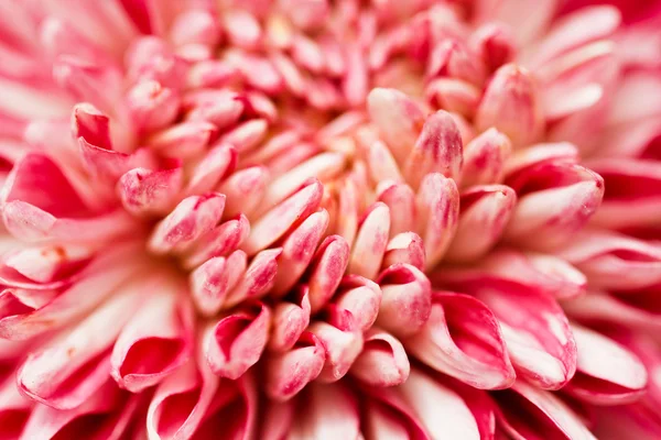 Roze chrysanten. — Stockfoto