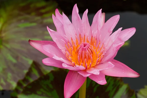 Roze water lily — Stockfoto