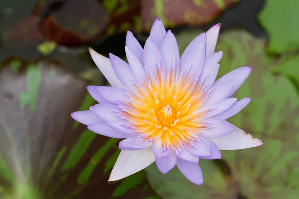 Mor lotus. — Stok fotoğraf