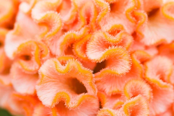 Cockscomb flowers — Stock Photo, Image