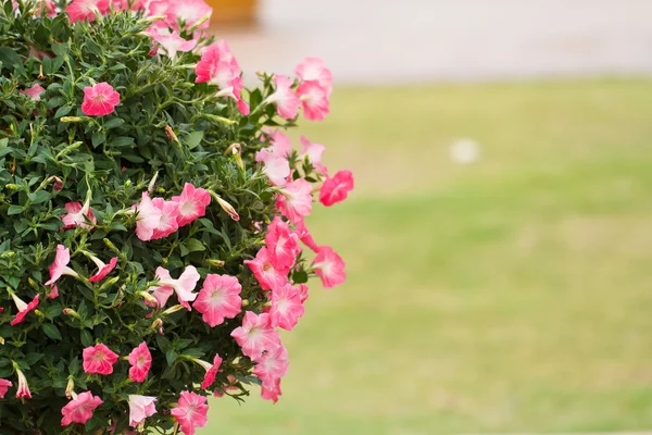 Petunia blomma — Stockfoto