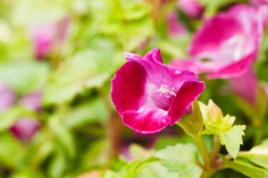 lades kemiği çiçek