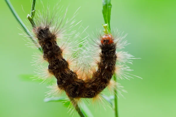 Caterpillar on grass. — Stock Photo, Image