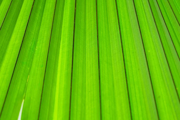 Palm leaf. — Stock Photo, Image