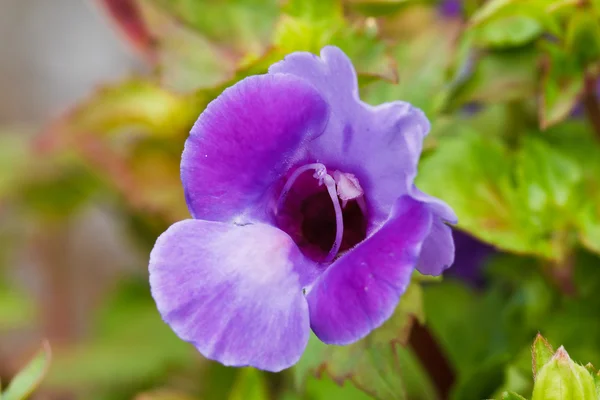 Querlenker-Blume — Stockfoto