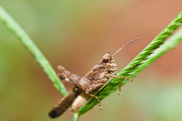 Çekirge — Stok fotoğraf