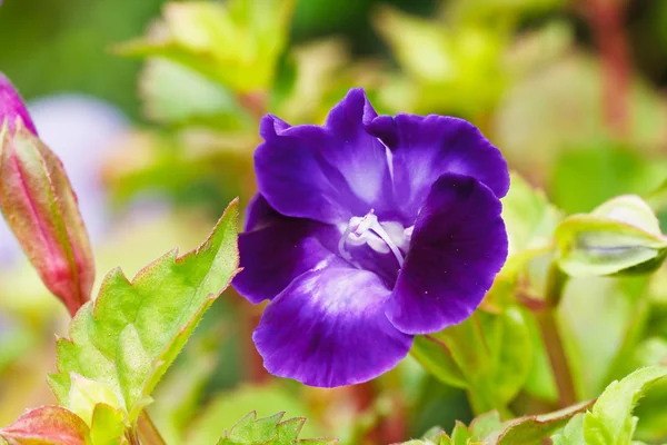 Querlenker-Blume — Stockfoto