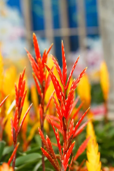 Ave del Paraíso Flores —  Fotos de Stock