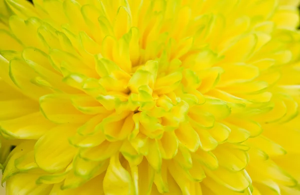 Gele chrysant — Stockfoto