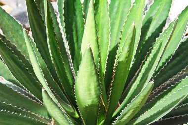 Agave bitki yaprakları