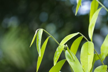 yaprakları yumuşak zirveleri.