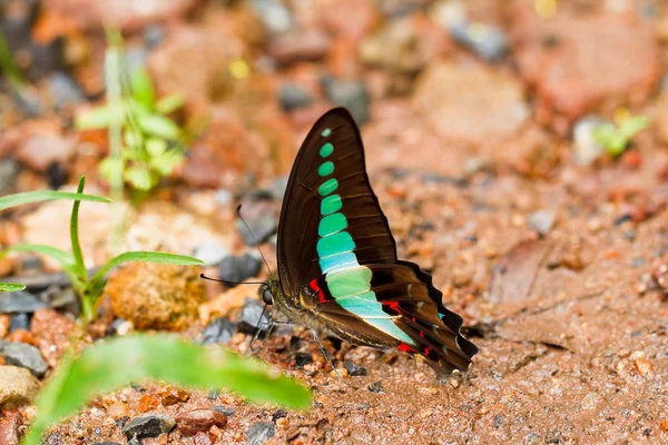 Butterfly in pang sida national park thailand — Stock Photo, Image