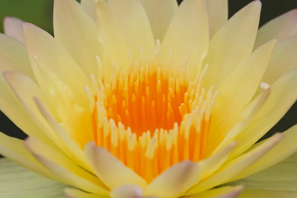 Geel water lily — Stockfoto