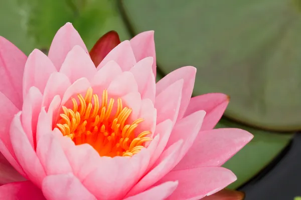 Lírio de água rosa — Fotografia de Stock