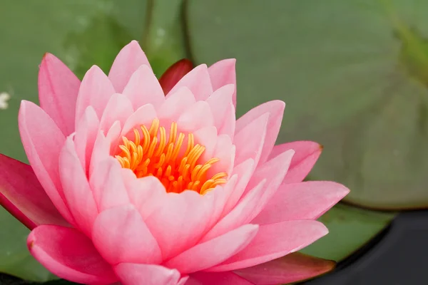 Pink Water Lily — Stock Photo, Image