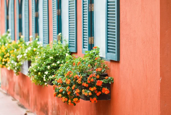 Window with flowers. — Stock Photo, Image