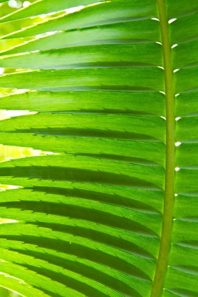 Palmový list. — Stock fotografie
