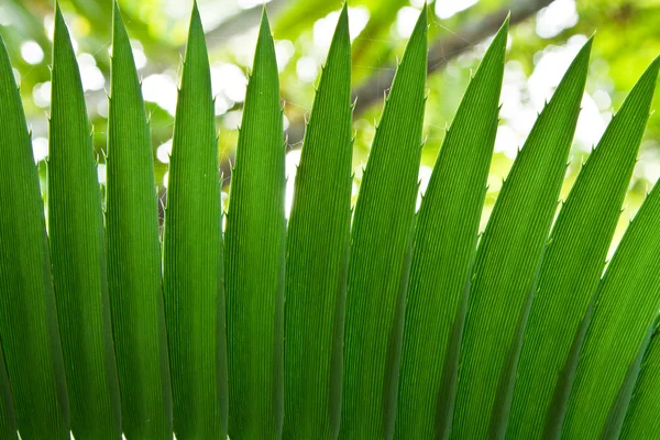 Palmiye yaprağı. — Stok fotoğraf