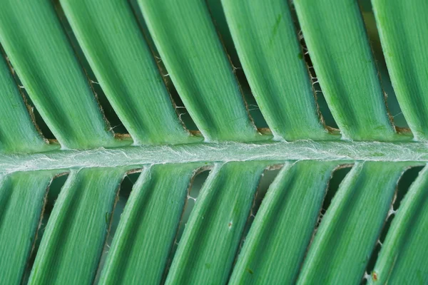 Пальмовый лист . — стоковое фото