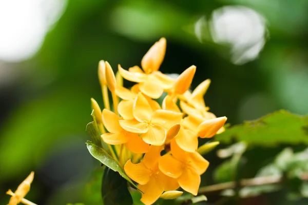 Espiga de flor amarela — Fotografia de Stock