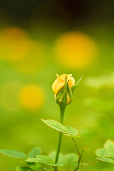 黄色玫瑰花朵 — 图库照片