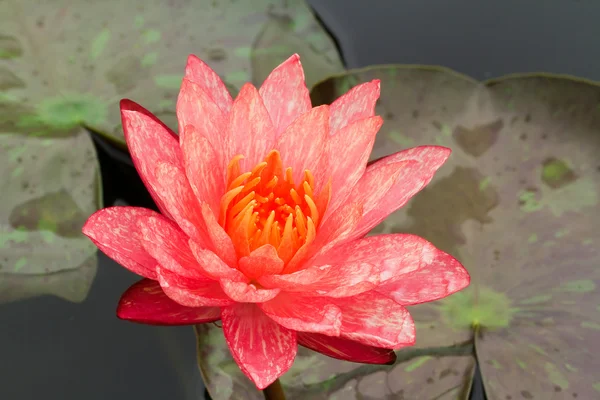 Roze water lily — Stockfoto