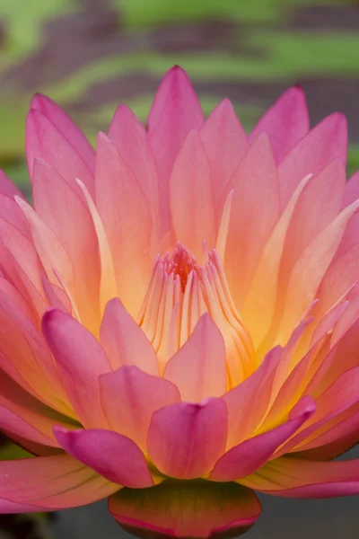 Pink Water Lily — Stock Photo, Image