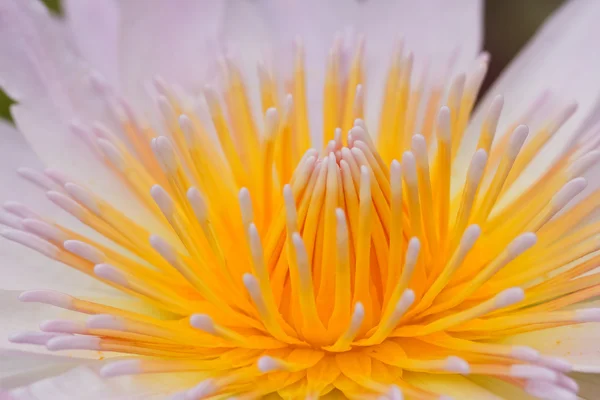 Giglio d'acqua giallo — Foto Stock