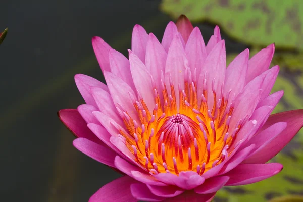 Roze water lily — Stockfoto