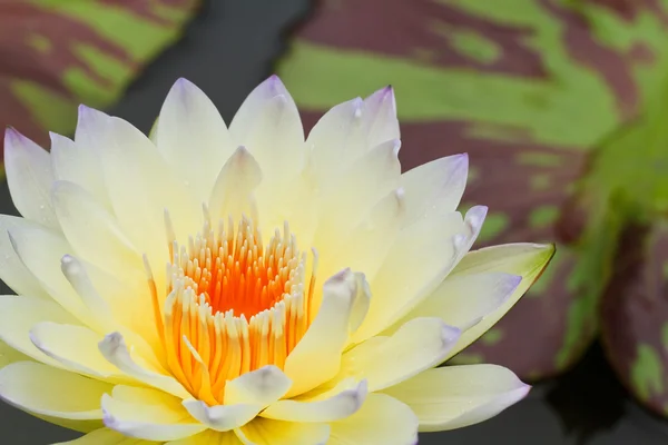 Yellow water lily — Stock Photo, Image