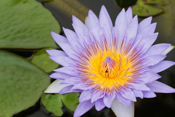 Purple lotus. — Stockfoto