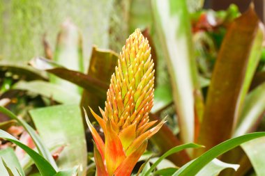 aechmea fasciata
