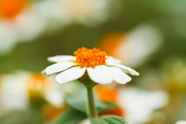 Blommande vita stjärnan blommor — Stockfoto