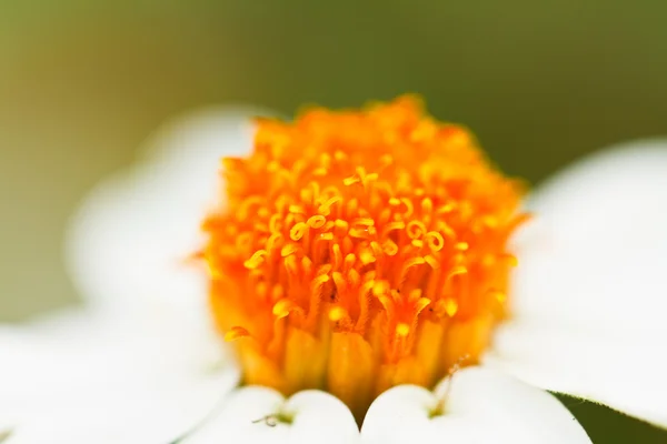 Blühende weiße Sternblumen — Stockfoto