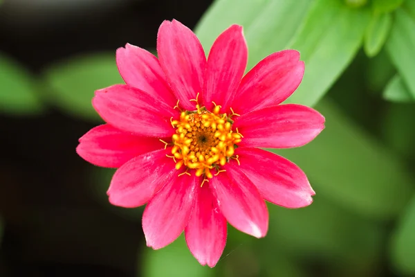 Zinková květina v zahradě — Stock fotografie