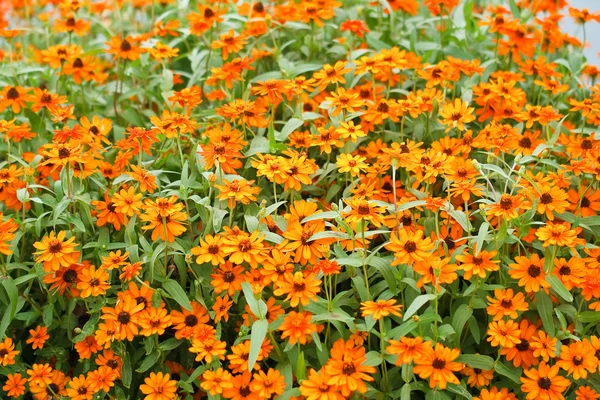 庭のジニアの花 — ストック写真