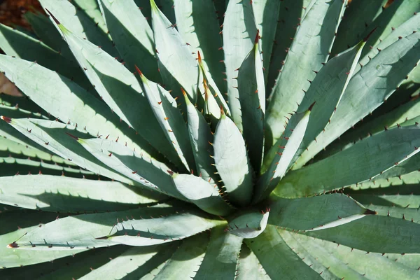 リュウゼツランの植物を葉します。 — ストック写真