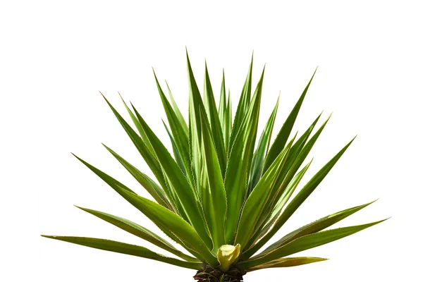 Agave bitki yaprakları