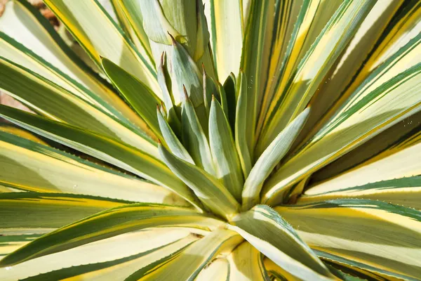 Agave folhas de plantas — Fotografia de Stock