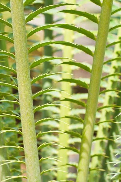 Palm leaf. — Stock Photo, Image