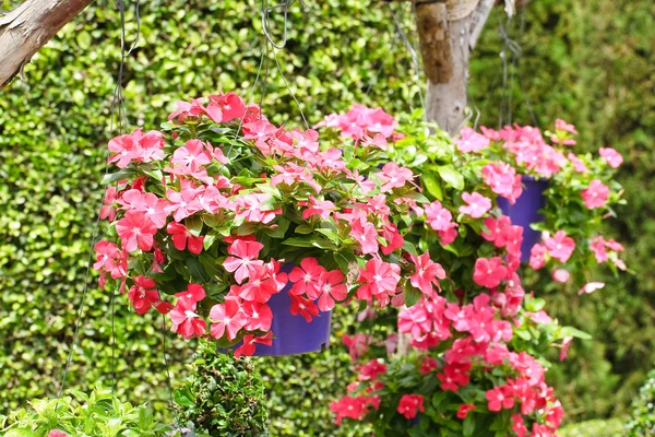 Pannier flowers — Stock Photo, Image