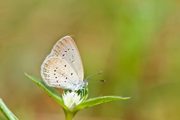 Mariposa sobre una brizna de hierba . —  Fotos de Stock