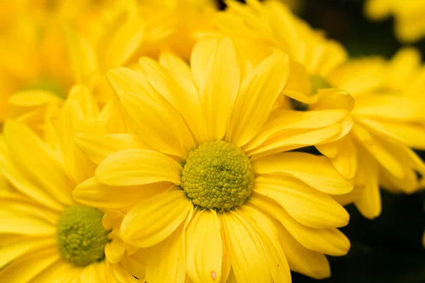 Gele chrysant — Stockfoto